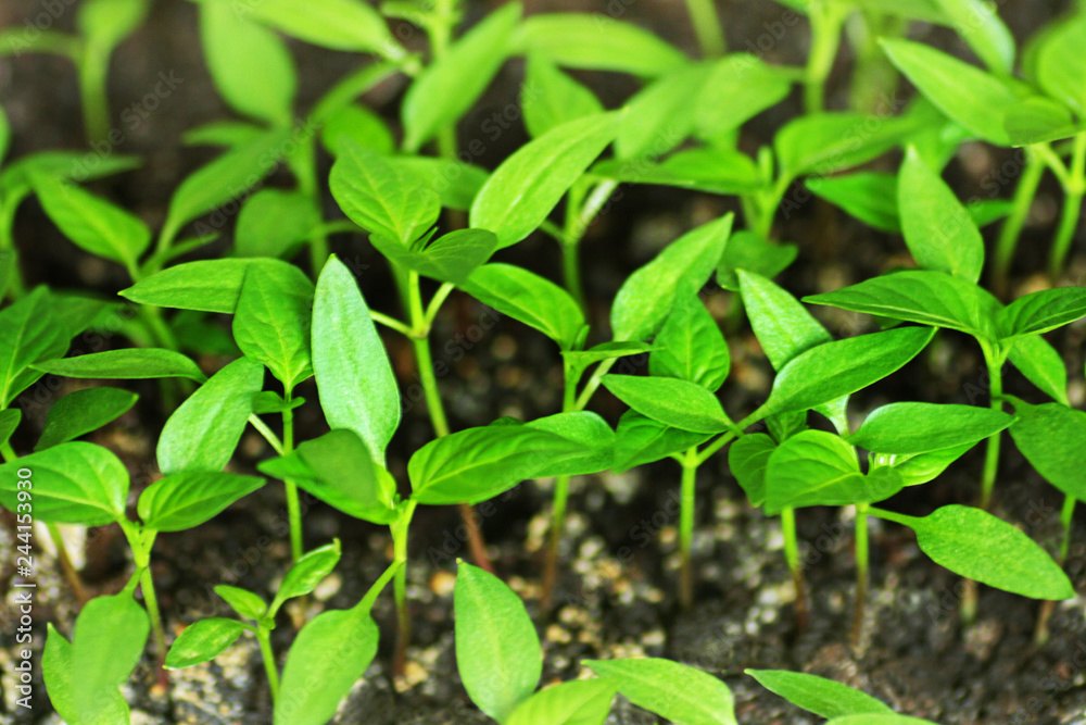 Green shoots of pepper grown from seeds at home.