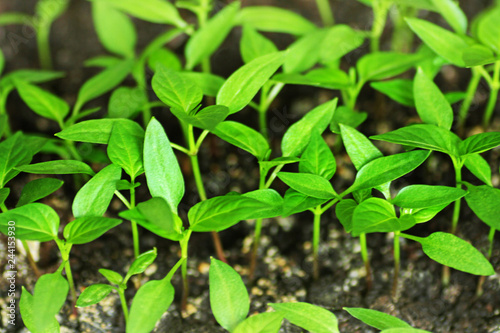 Green shoots of pepper grown from seeds at home.