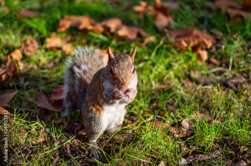 A squirrel in hyde park eating peanuts © ProMicroStockRAW