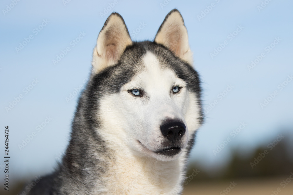 Husky With Beautiful Blue Eyes Against A Blue Sky Husky With Beautiful Blue Eyes Against A Blue Sky