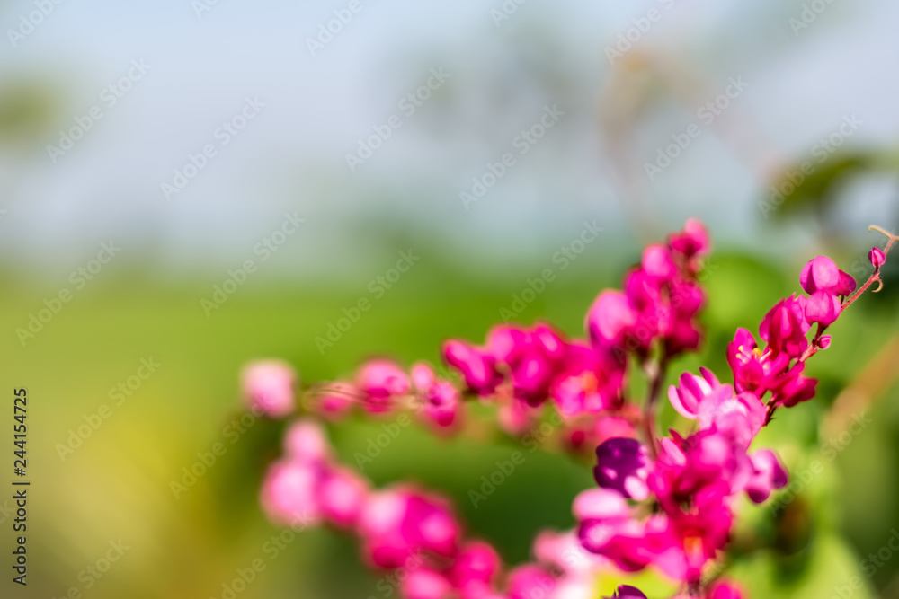 Pink flowers,Mexican ivy trees,coral vines,bee bushes or vines Pink flowers,Mexican ivy trees,coral vines,bee bushes or vines