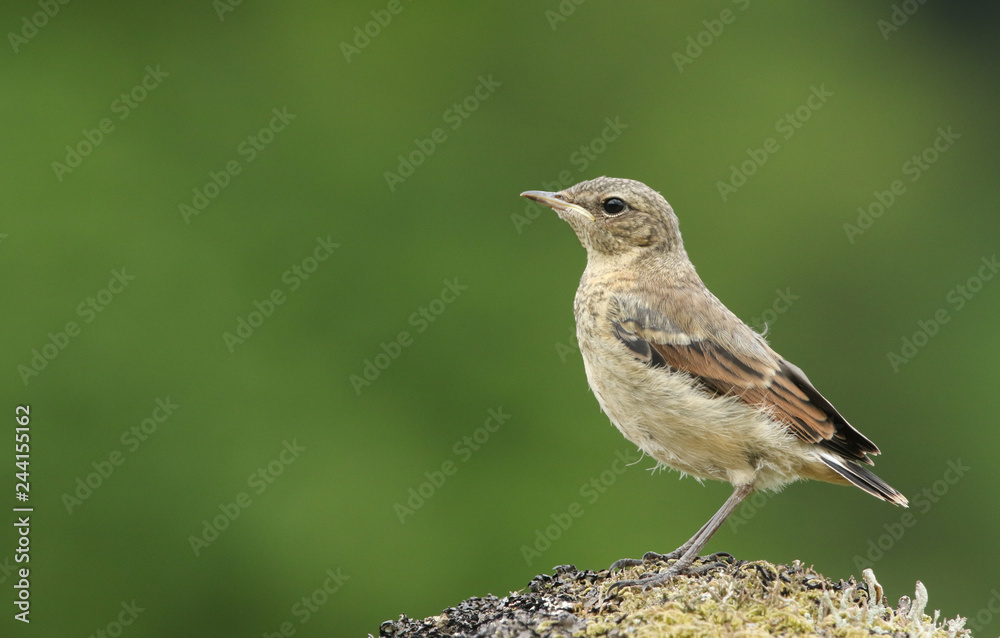 A cute baby Wheatear (Oenanthe oenanthe) perched on a mossy rock. A cute baby Wheatear (Oenanthe oenanthe) perched on a mossy rock.