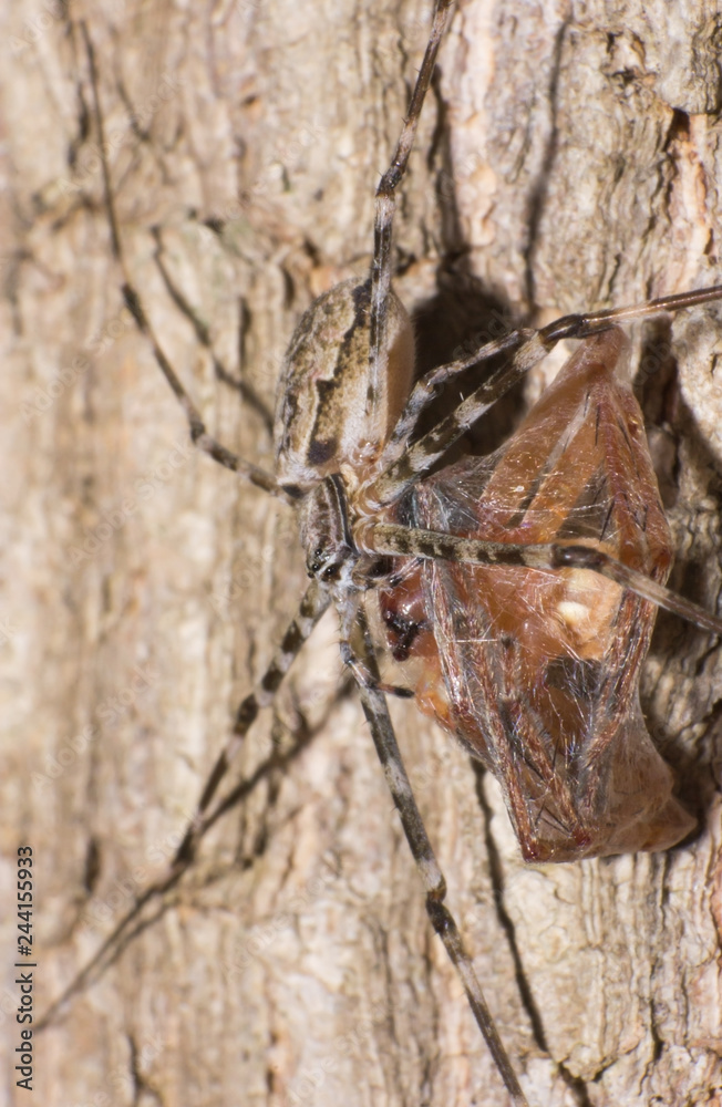 little Spider in macro view, the macro of animal, inscet in wildlife little Spider in macro view, the macro of animal, inscet in wildlife