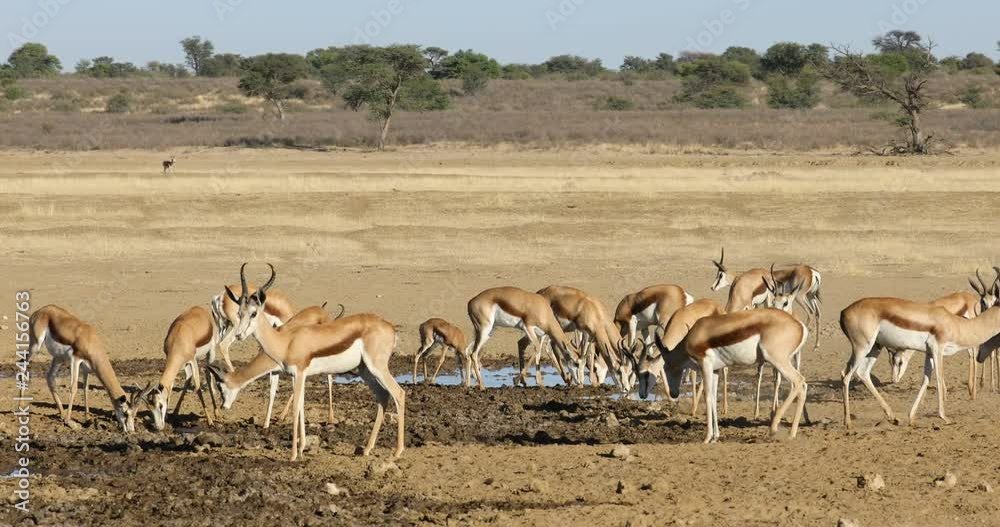 Herd of springbok antelopes (Antidorcas marsupialis) at a waterhole, Kalahari desert, South Africa