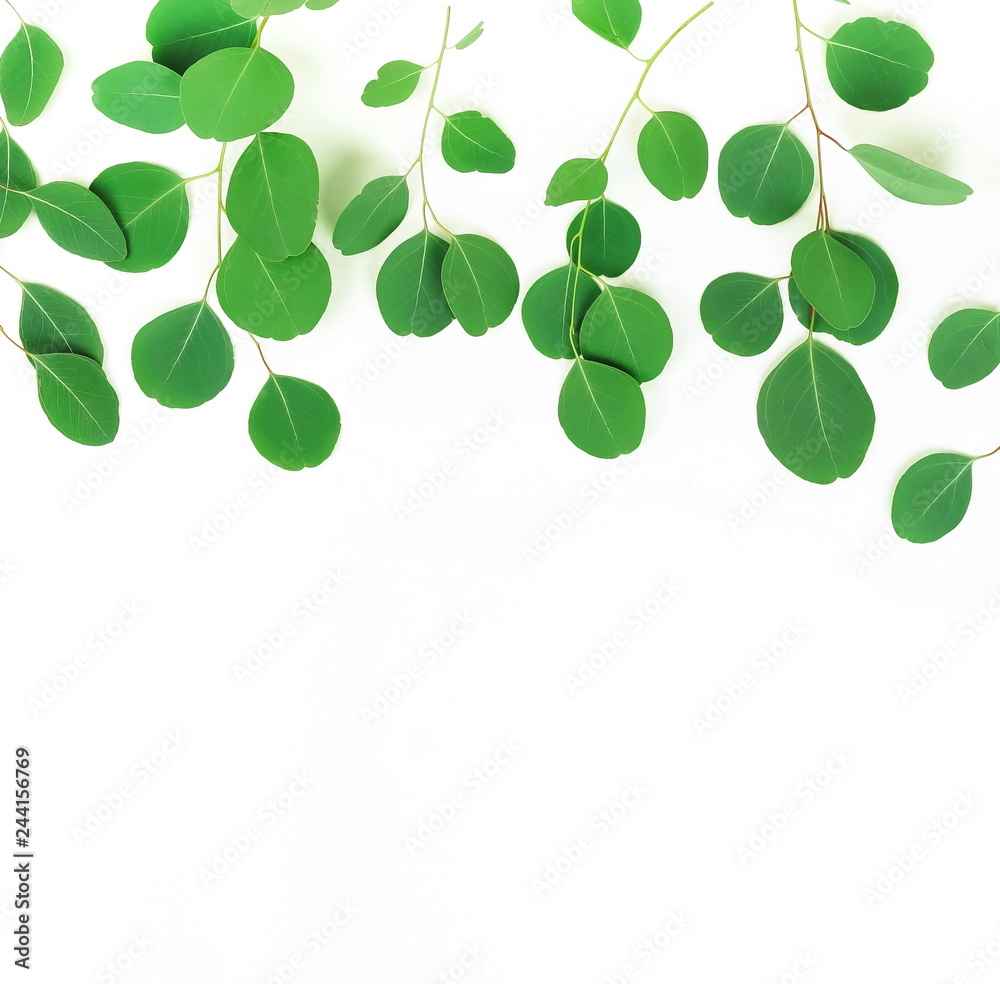 green eucalyptus leaves, branches, herbs, plants frame border on white background top view. copy space. flat lay green eucalyptus leaves, branches, herbs, plants frame border on white background top view. copy space. flat lay