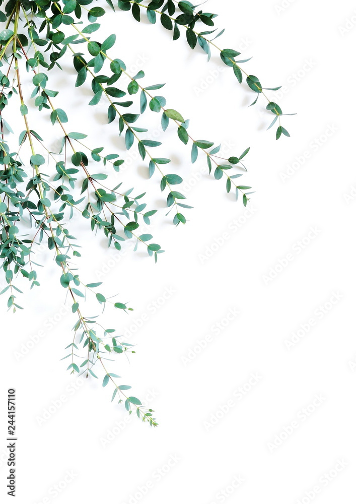 green eucalyptus leaves, branches, herbs,  plants frame border on white background top view. copy space. flat lay