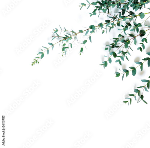 frame border made of green eucalyptus branches herbs  leaves   plants on white background top view. copy space. flat lay