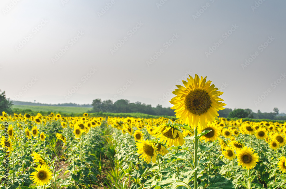 Fototapeta premium field of sunflowers