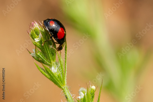 Black Ladybird