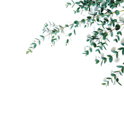 frame border made of green eucalyptus branches herbs, leaves,  plants on white background top view. copy space. flat lay