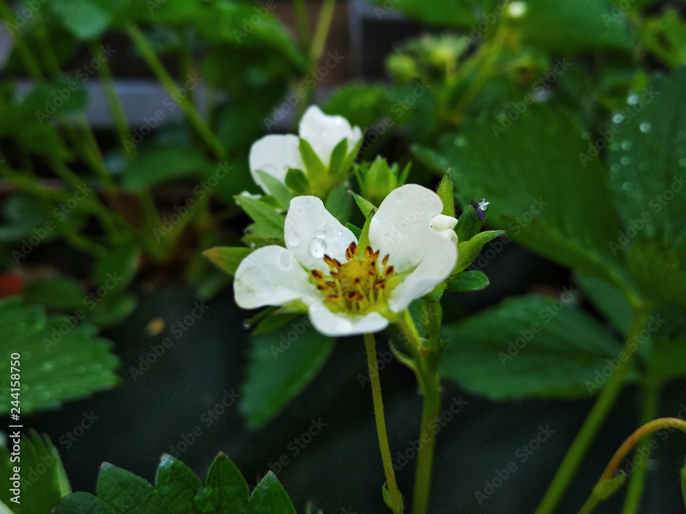 Bush of strawberry with flower in spring or summer garden. Blossoming of strawberry. Strawberries in growth at garden. Agriculture farm of strawberry field Bush of strawberry with flower in spring or summer garden. Blossoming of strawberry. Strawberries in growth at garden. Agriculture farm of strawberry field