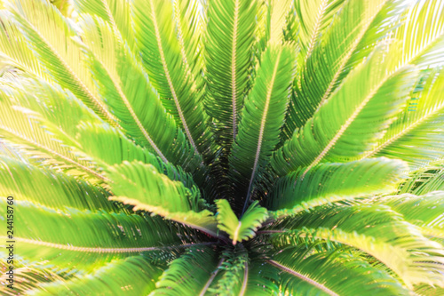 Natural blurred greenery tropic background with palm foliage.