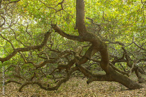 curved tree in a cashew green forest
