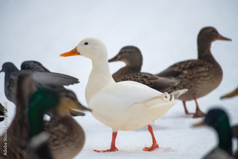 Wild duck mallard white rare mutant winter