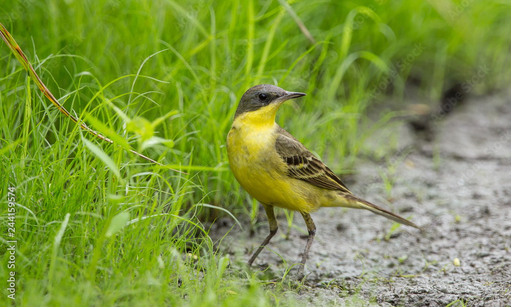 Fototapeta premium Eastern Yellow Wagtail (Motacilla flava) on green grass
