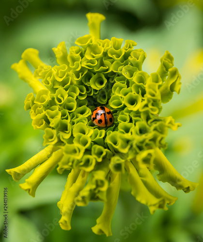 Ladybugs on marigolds in garden.