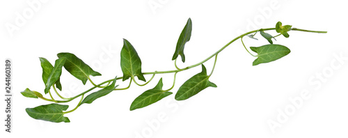 Twig of fresh bindweed with green leaves photo
