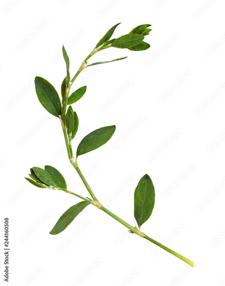 Twig of wild grass with green leaves