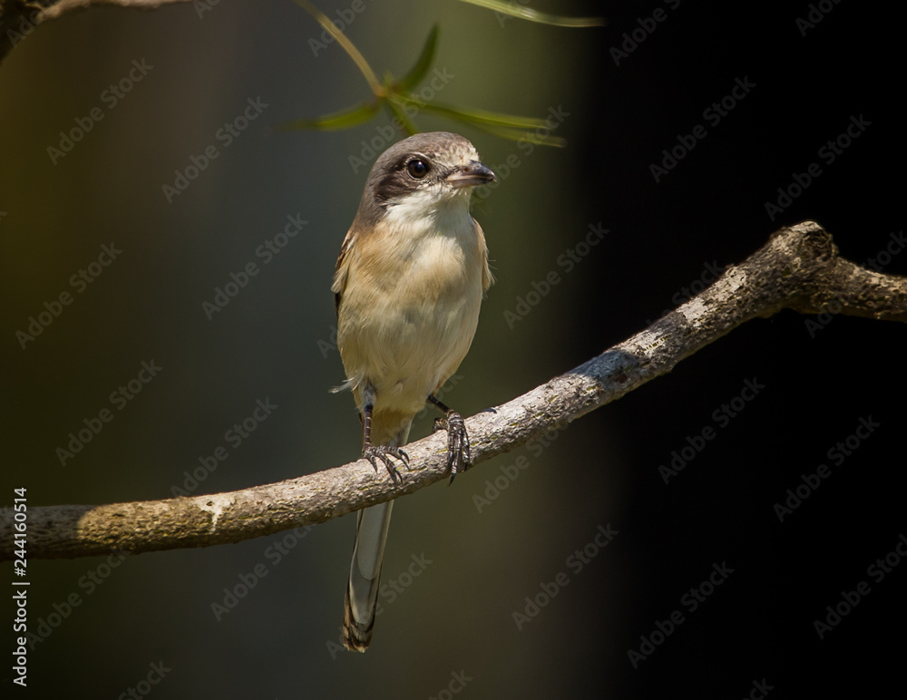 Naklejka premium Burmese Shrike ( Lanius collurioides ) on the branches of trees.