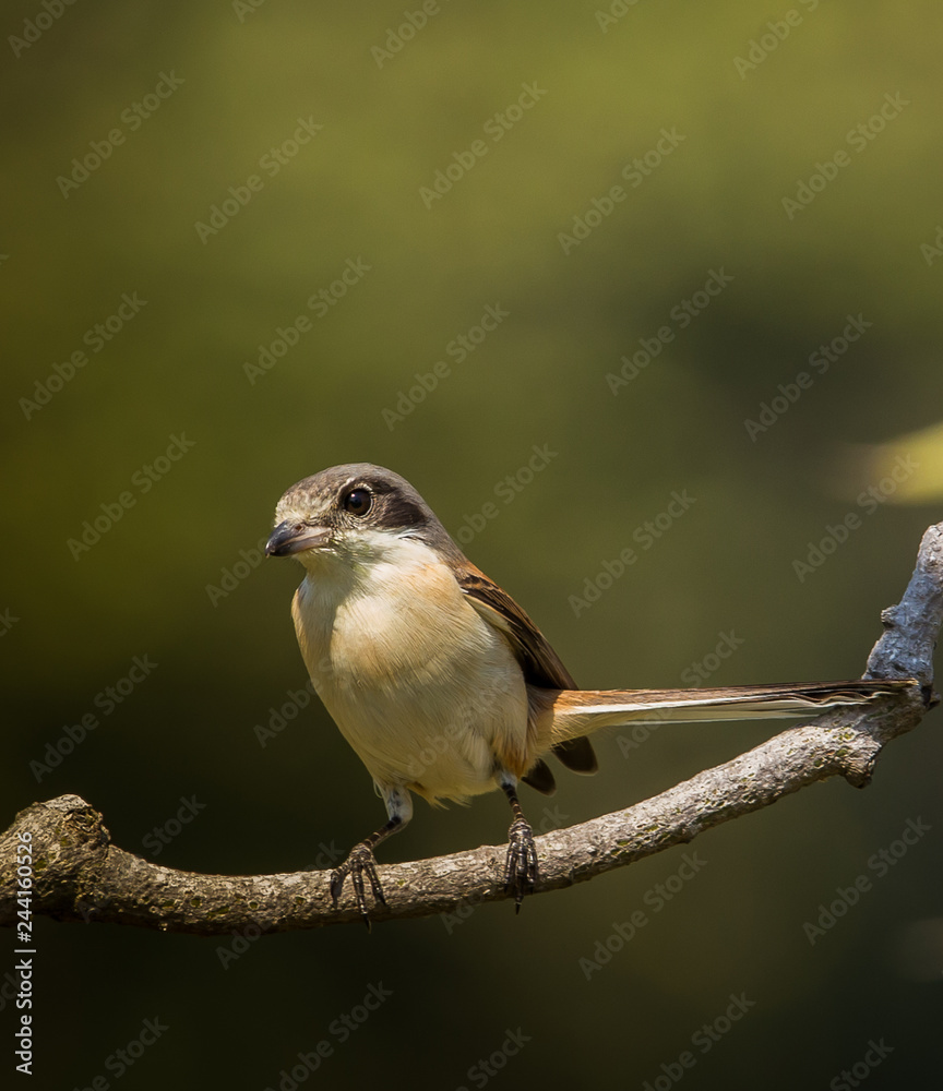 Naklejka premium Burmese Shrike ( Lanius collurioides ) on the branches of trees.