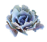Blue ornamental kale isolated on white. Decorative cabbage.
