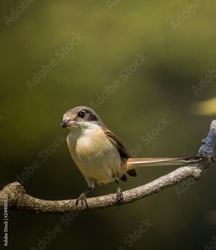 Burmese Shrike ( Lanius collurioides ) on the branches of trees. photo