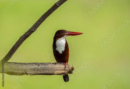 White-throated Kingfisher ( Halcyon smyrnensis ) on the branches of trees with green background. photo