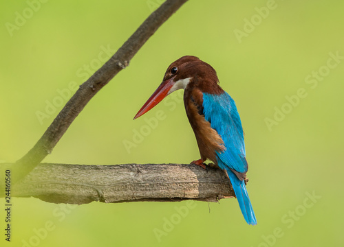 White-throated Kingfisher ( Halcyon smyrnensis ) on the branches of trees with green background.