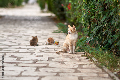 Homeless animals. Cat with hungry kittens on street.