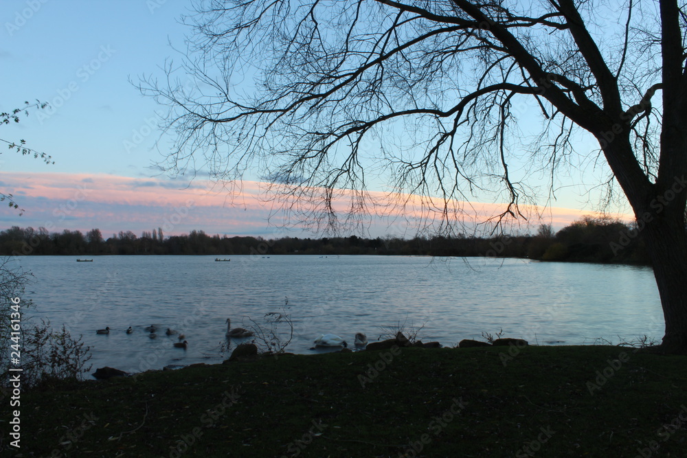Leafless tree by the lake in winter Leafless tree by the lake in winter