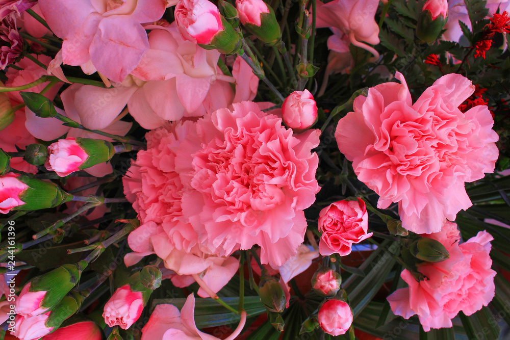 Top view colorful pink carnation flowers blooming and bud texture for background Top view colorful pink carnation flowers blooming and bud texture for background