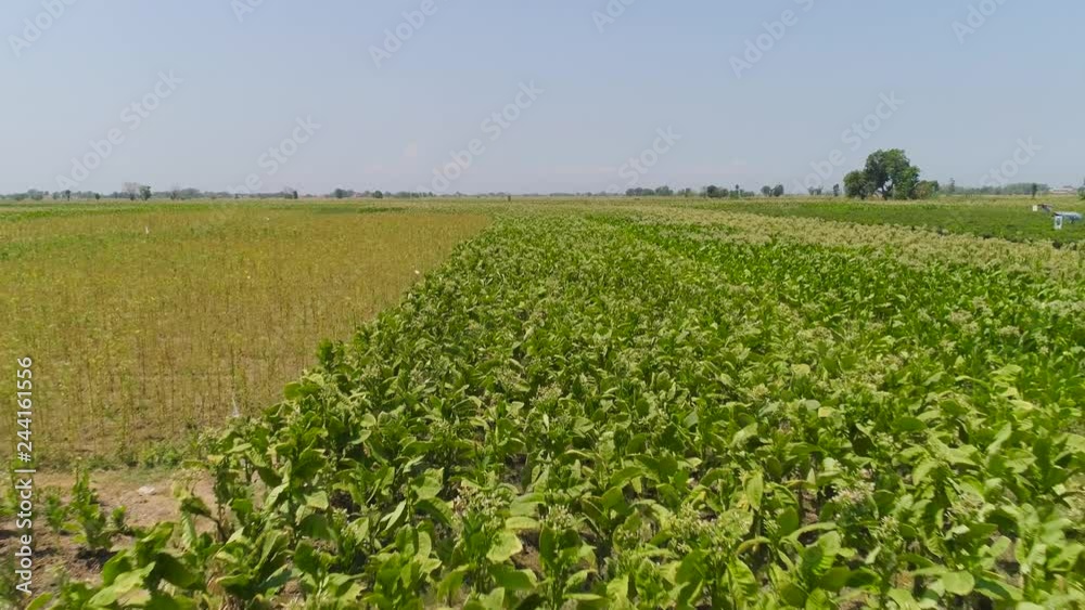 tobacco field with green plants in Indonesia. Growing tobacco on farmland. tobacco plantation java, indonesia tobacco field with green plants in Indonesia. Growing tobacco on farmland. tobacco plantation java, indonesia