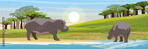 Two hippos in the savannah. Mother and cub. Baobabs and the lake. Wild animals of Africa. Realistic Vector Landscape