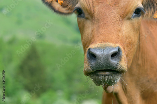 close on young  tarentaise brown cow