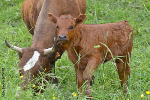 pretty little brown calf in grass with cow 