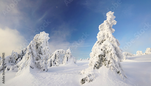 Wallpaper Mural verschneiter Winterwald Torontodigital.ca