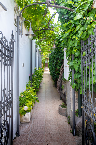 Gate to the old depths of plants grown in the yard