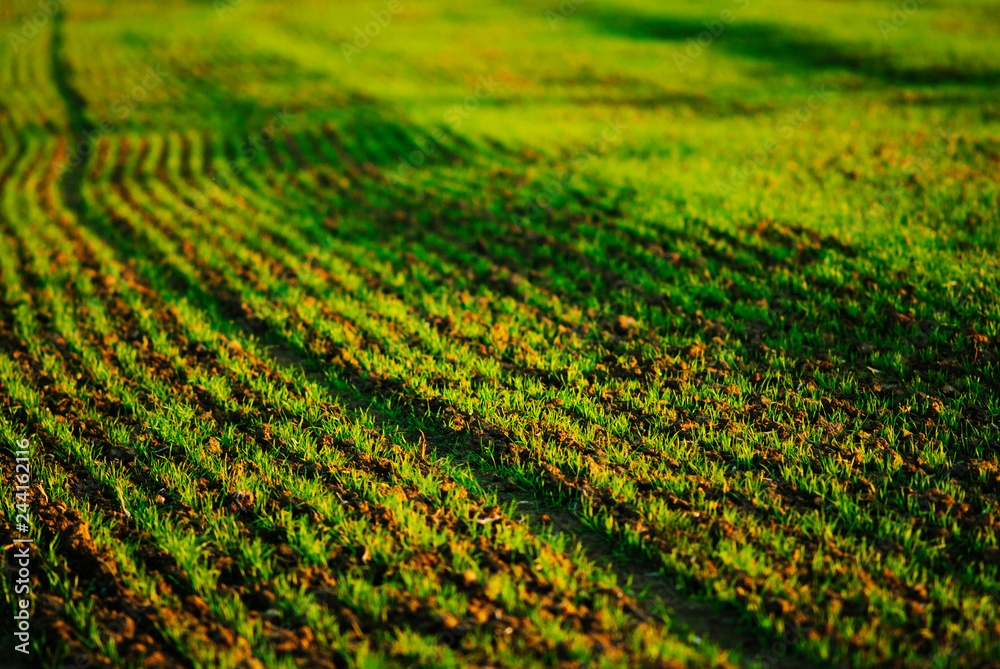 Field Field