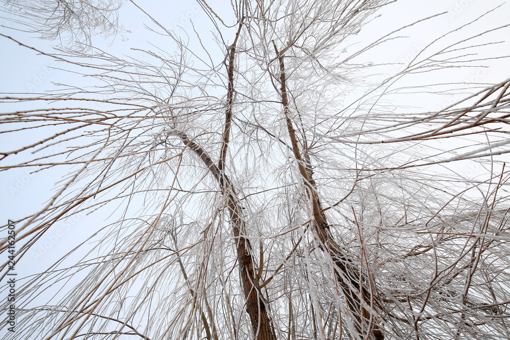 The rime on the branches, in the park in the morning The rime on the branches, in the park in the morning