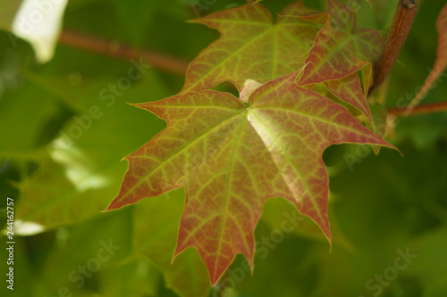 green maple leaf