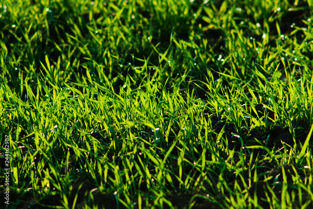 Obraz premium agricultural field