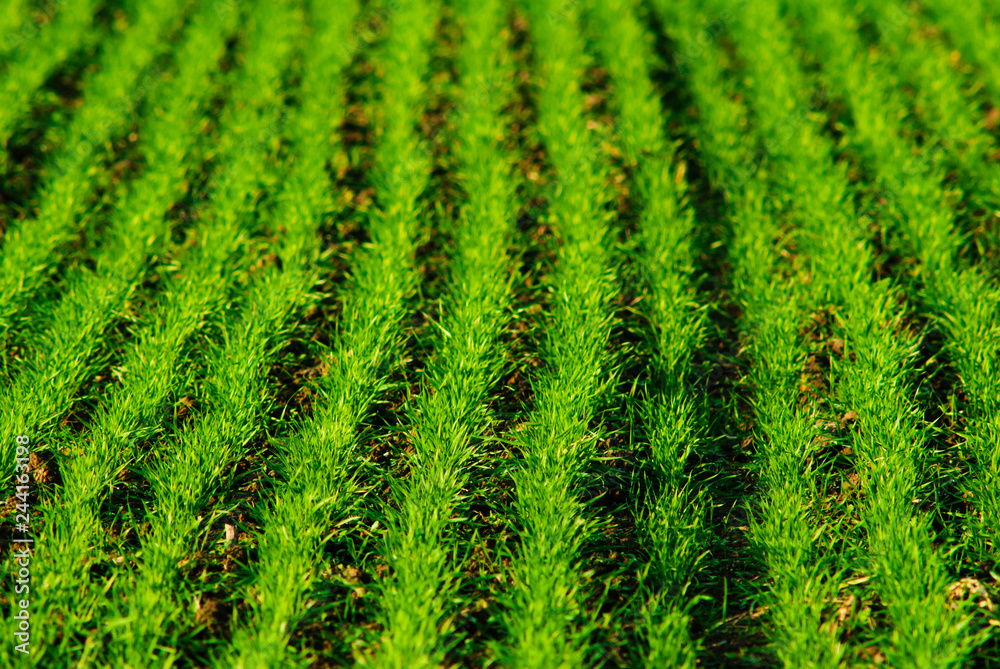 agricultural field