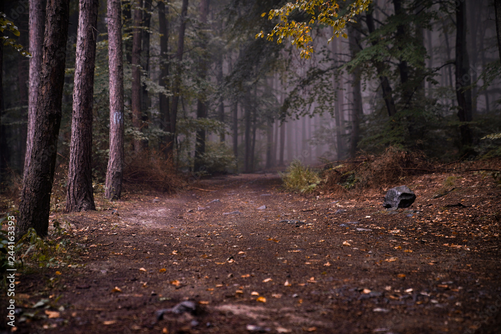 Magical forest path on a warm autumn day Magical forest path on a warm autumn day