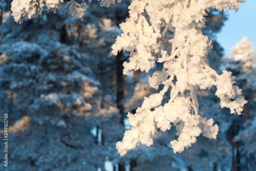 Snow and frost covered pine trees. Focus on tree branches. © ekim
