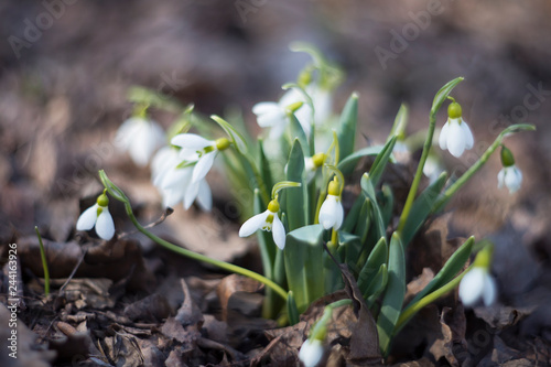 Snowdrops. First flowers of spring