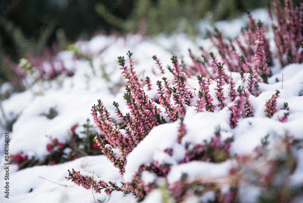 pink heathers bloom under the snow