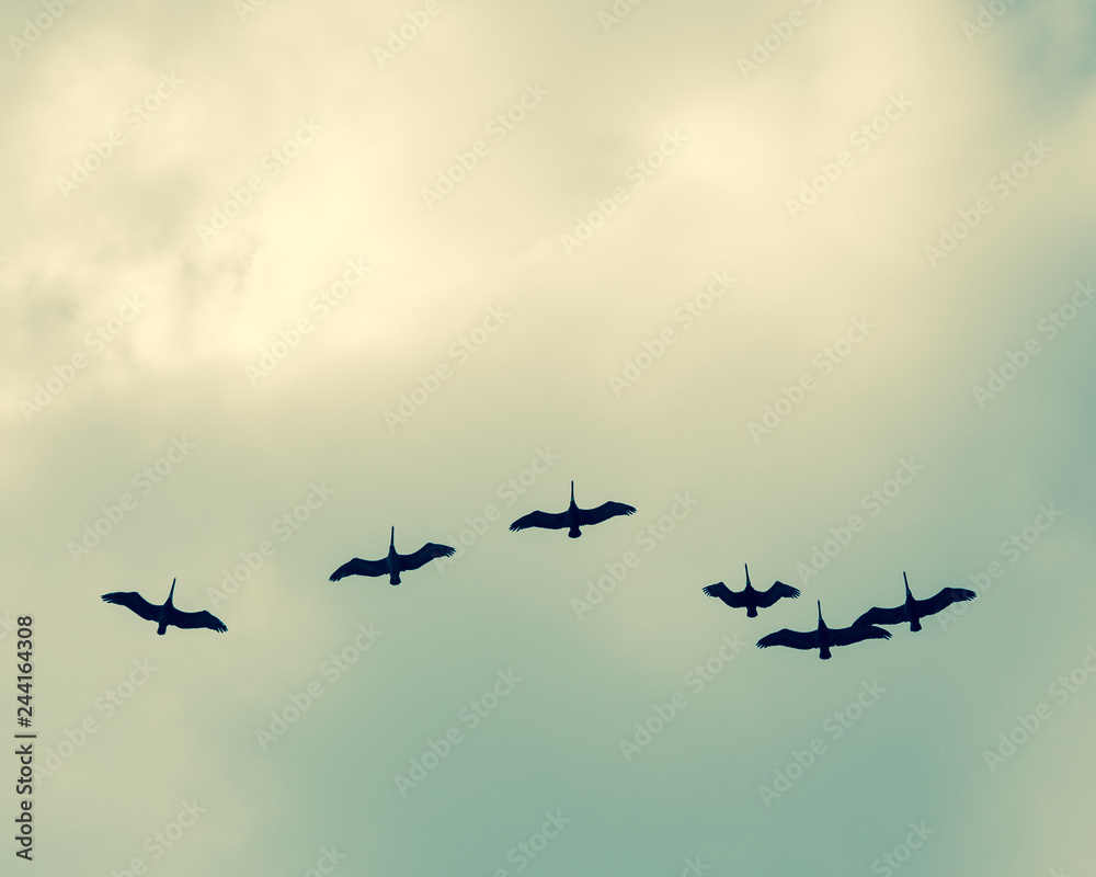 Obraz premium Group of Pelicans flying in the sky