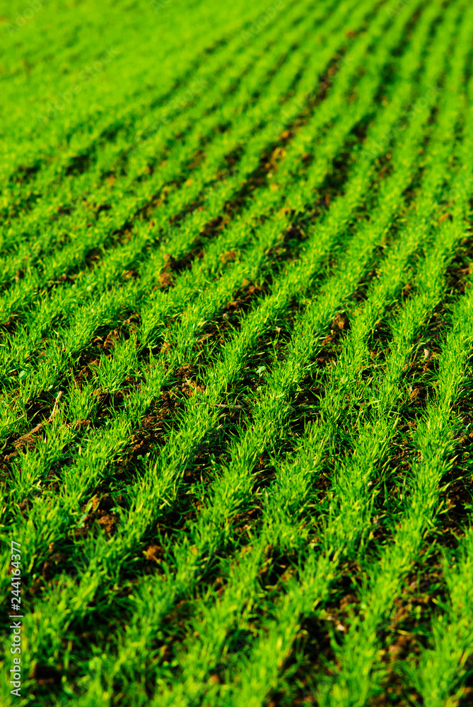agricultural field agricultural field