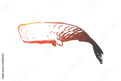 Sperm whale, ocean, wildlife, marine, cachalot concept. Hand drawn isolated vector. photo