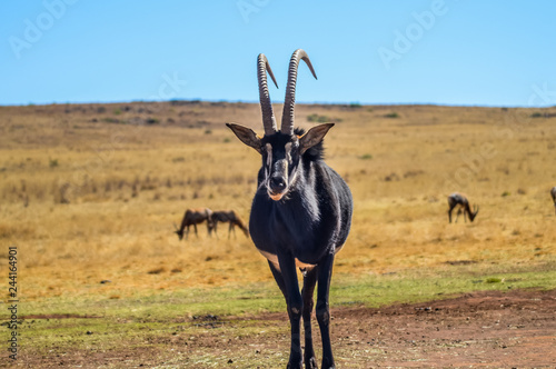 Portrait of a cute Sable Antelope in a game reserve